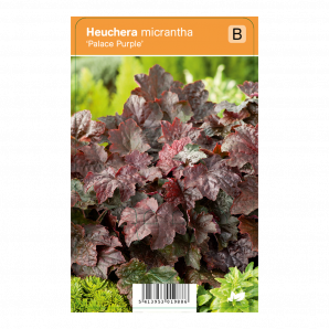 Heuchera micrantha ‘Palace Purple’ - Purperklokje - p9 - paars