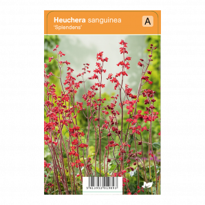 Heuchera sanguinea ‘Splendens’ - Purperklokje - p9 - rood