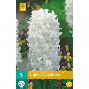 Hyacinthus Carnegie - 5st - Bloembollen - JUB Holland