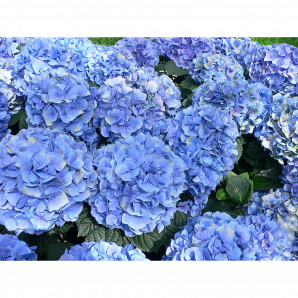 Hydrangea Marcophylla Revolution - Magical Hortensia - p23 h30 - Blauw