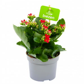 kalanchoe blossfeldiana-bloeiende kamerplanten-potmaat 11cm-hoogte 20cm-bloemkleur rood-biezen-label