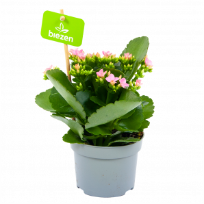 kalanchoe blossfeldiana-bloeiende kamerplanten-potmaat 11cm-hoogte 20cm-bloemkleur roze-biezen-label