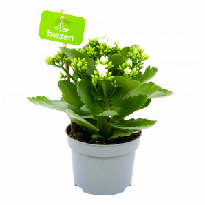 kalanchoe blossfeldiana-bloeiende kamerplanten-potmaat 11cm-hoogte 20cm-bloemkleur wit-biezen-label