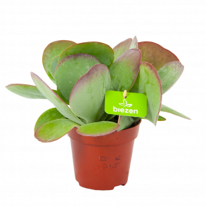 kalanchoe thyrsiflora-woestijnroos-cactussen-vetplanten-potmaat 12cm-hoogte 20cm-biezen-label