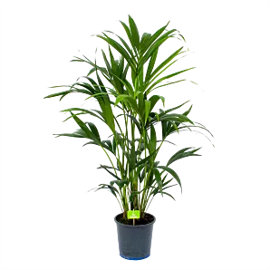 Kentiapalm - Howea Forsteriana - p17 h70 - Kamerplant
