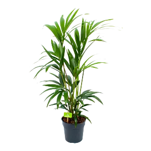 Kentiapalm - Howea Forsteriana - p19 h90 - Kamerplant - Groene kamerplanten - biezen voor