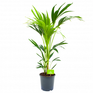 kentiapalm-howea forsteriana-groene kamerplanten-potmaat 21cm-hoogte 100cm-biezen-label