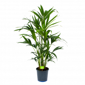 Kentiapalm - Howea Forsteriana - p21 h120 - Groene kamerplanten - biezen voor