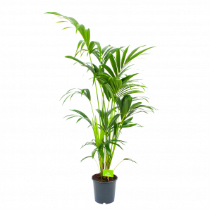 kentiapalm-howea forsteriana-groene kamerplanten-potmaat 21cm-hoogte 140cm-biezen-label