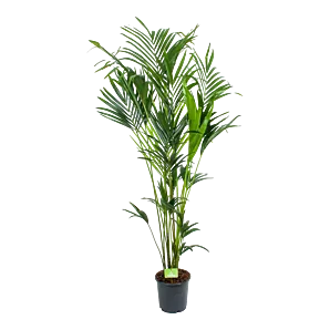 Kentiapalm p24 h180 | Grote kamerplant kopen