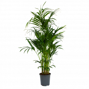 Kentiapalm - Howea Forsteriana - p27 h170 - Groene kamerplanten - biezen voor