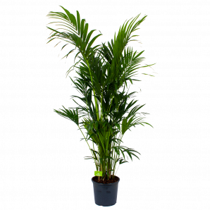 Kentiapalm - Howea Forsteriana - p32 h200 - Groene kamerplanten - biezen voor