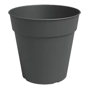 Kweekpot Madagascar - 7