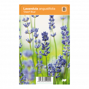 Lavandula angustifolia ‘Dwarf Blue’ - Lavendel - p9 - blauw