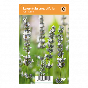Lavandula angustifolia ‘Edelweiss’ - Lavendel - p9 - wit