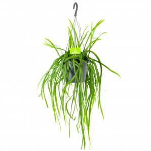 Lepismium Bolivianum - In Hangpot  - p17 h40 - Hangende kamerplanten - biezen voor