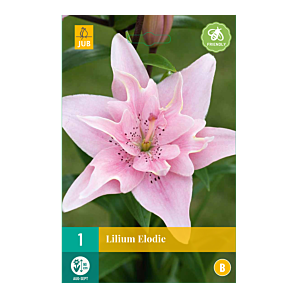 Lilium Elodie 16/18 - 1st - Bloembollen - JUB Holland