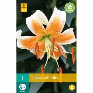 Lilium lady alice - 1st - Bloembollen - JUB Holland