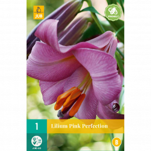 Lilium pink perfection - 1st - Bloembollen - JUB Holland