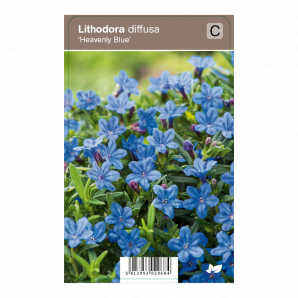 Lithodora diffusa ‘Heavenly Blue’ - Parelzaad - p9 - blauw