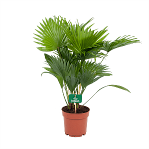 Livistona Rotundifolia - Chinese schermpalm - p14 h45 - Kamerplant - Groene kamerplanten - biezen voor