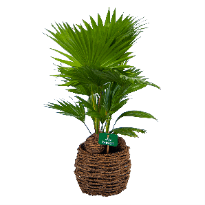 Livistona Rotundifolia in gevlochten caryota pot - Chinese schermpalm - p19 h50 - Kamerplant - Groene kamerplanten - biezen voor