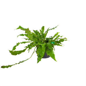 Microsorum Crocodyllus - Krokodillenvaren - p37 h85 - Kamerplant - Groene kamerplanten, Varens - biezen voor