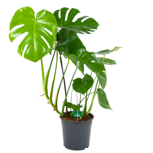 Monstera Deliciosa - Gatenplant - p24 h100 - Kamerplant - Groene kamerplanten - biezen voor