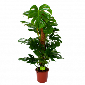 Monstera Deliciosa op mosstok - Gatenplant - p24 h120 - Groene kamerplanten  - biezen voor