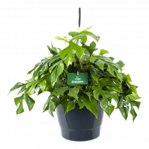 vasthouden doorboren zone Monstera Minima - Gatenplant - In Hangpot - p27 h30 - Hangende kamerplant  Biezen