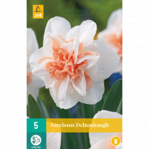 Narcissus Delnashaugh - 5st - Bloembollen - JUB Holland