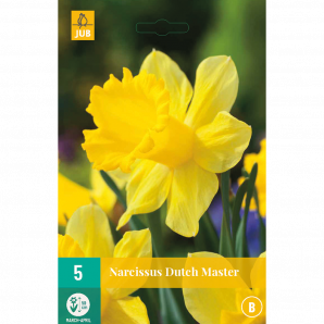 Narcissus Dutch Master - 5st - Bloembollen - JUB Holland