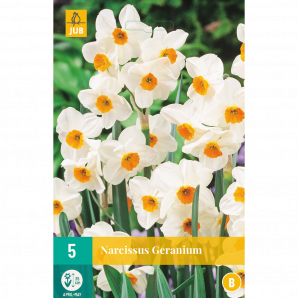 Narcissus Geranium - 5st - Bloembollen - JUB Holland