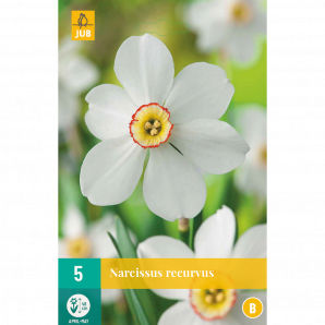 Narcissus recurvus - 5st - Bloembollen - JUB Holland