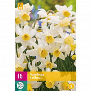 Narcissus Sailboat - 15st - Bloembollen - JUB Holland
