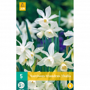 Narcissus Triandrus Thalia - 5st - Bloembollen - JUB Holland