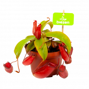Nepenthes Bloody Mary - p12 h15 - Vleesetende planten - biezen voor