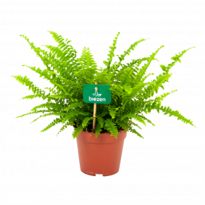 nephrolepis exalata green lady-krulvaren-groene kamerplanten-potmaat 12cm-hoogte 30cm-biezen-label