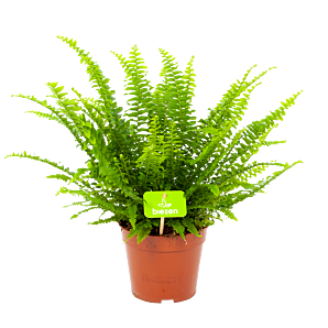 Nephrolepis Exalata Green Lady - Krulvaren - p14 h50 - Groene kamerplanten - biezen voor
