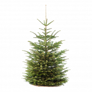 concept Dor Additief Nordmann kerstboom gezaagd - 150-200cm