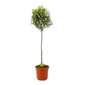 Olea Europaea - Olijfboom op Stam - p32 h170/180