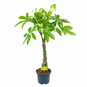 Pachira Aquatica - Geldboom - p23 h110 - Groene kamerplanten - biezen voor
