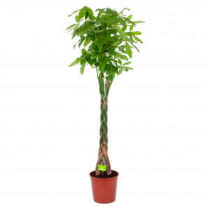 Pachira Aquatica - Geldboom - p31 h170 - Groene kamerplanten - biezen voor
