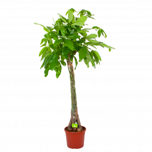 Pachira Aquatica - Geldboom - p35 h190 - Groene kamerplanten - biezen voor