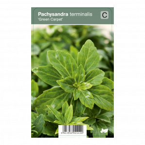 Pachysandra terminalis ‘Green Carpet’ - Pachysandra - p9 - groen