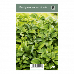 Pachysandra terminalis - Pachysandra - p9 - groen