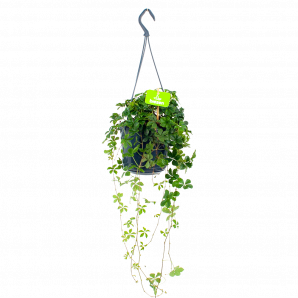 Parthenocissus Striata - Suikerduifje - in Hangpot - p15 - Hangende kamerplanten - biezen label