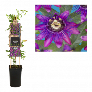 Passiflora Beervelde  - Passiebloem - p17 h75 - paars-roze