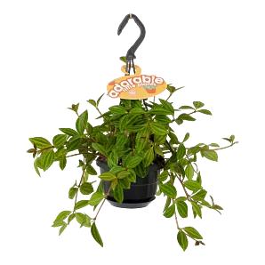 Peperomia Angulata - in Hangpot - p10