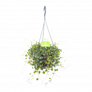 Peperomia Pepperspot - In Hangpot - p15 h20 - Hangende kamerplanten - biezen voor